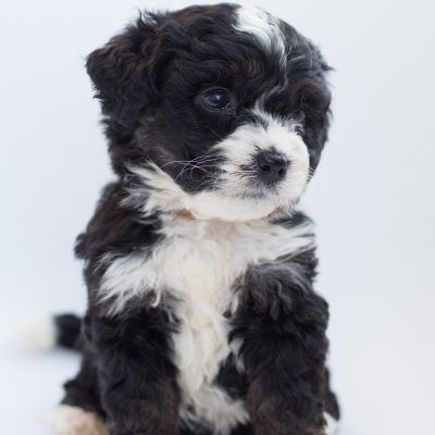 Foto puppy website
