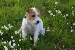 jack russel ruw